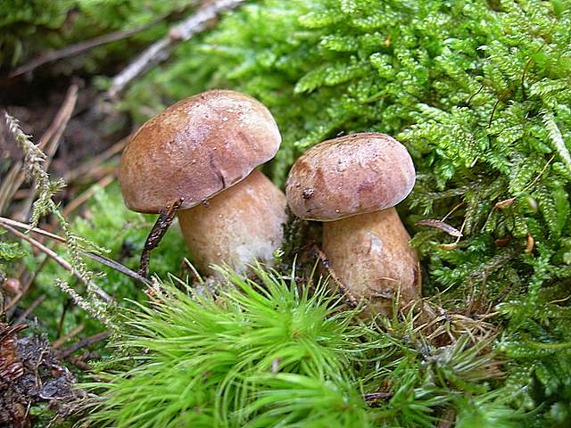 Alcune specie di fine primavera